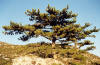 Dalmatinski crni bor (Pinus nigra subsp. dalmatica)