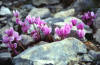 Napuljska ciklama (Cyclamen  neapolitanum)