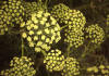 Divlji koroma (Portenschlagiella  ramosissima)